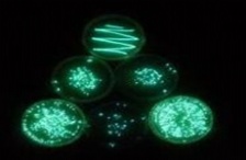  水質(zhì)生物毒性如何檢測(cè)