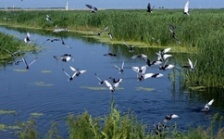  用人工技術(shù)保護(hù)長江生物多樣性