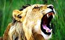  環(huán)保雄師還待磨“牙”