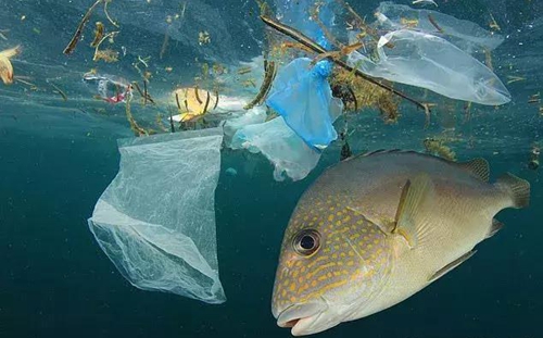 科學(xué)家確認(rèn)人體已被微塑料污染，污染源不僅是海洋