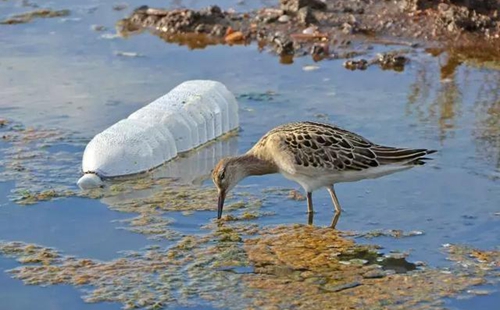 科學(xué)家確認(rèn)人體已被微塑料污染，污染源不僅是海洋